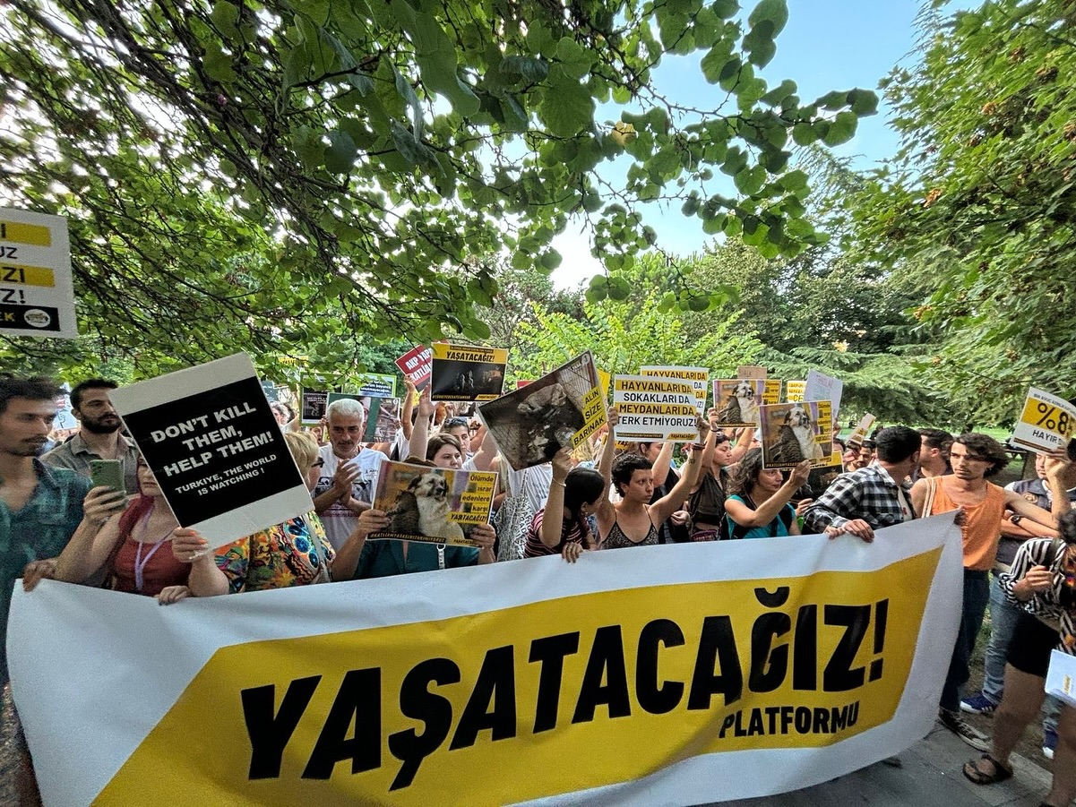 Arşiv medyası